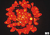LED oblikovana svetilka
KARNAR INTERNATIONAL GROUP LTD