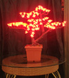 Lampu LED cherry
KARNAR INTERNATIONAL GROUP LTD